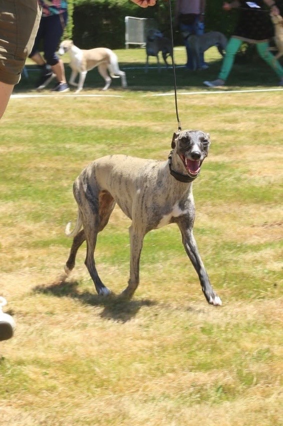 Vaila D’Elwood Meadows