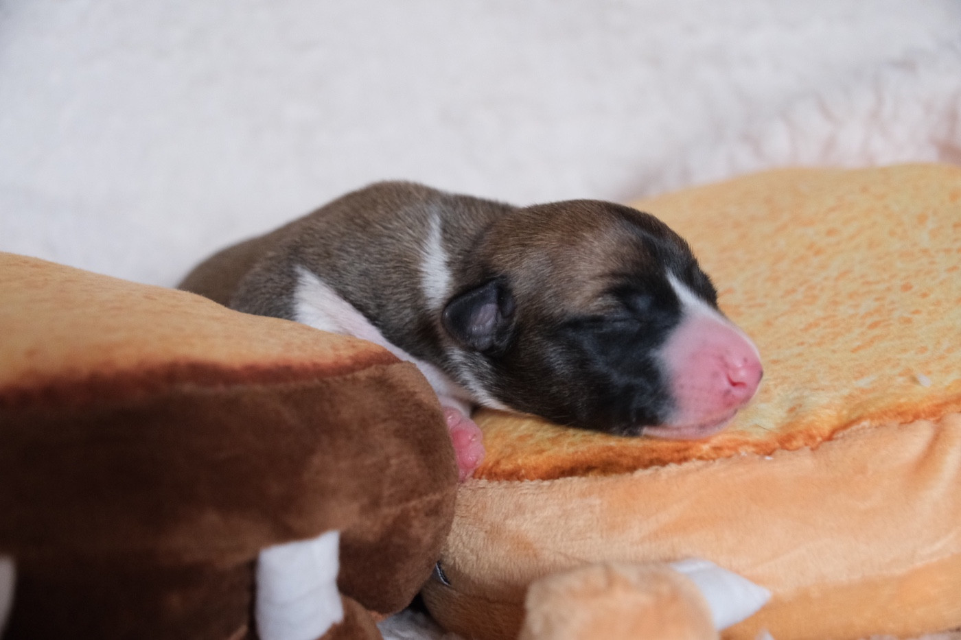 D’Elwood Meadows - Chiots disponibles - Whippet