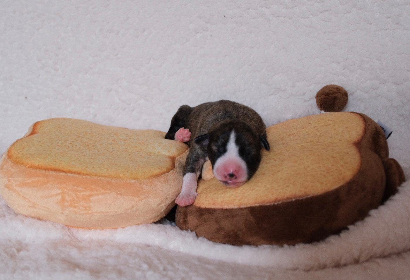 D’Elwood Meadows - Chiots disponibles - Whippet