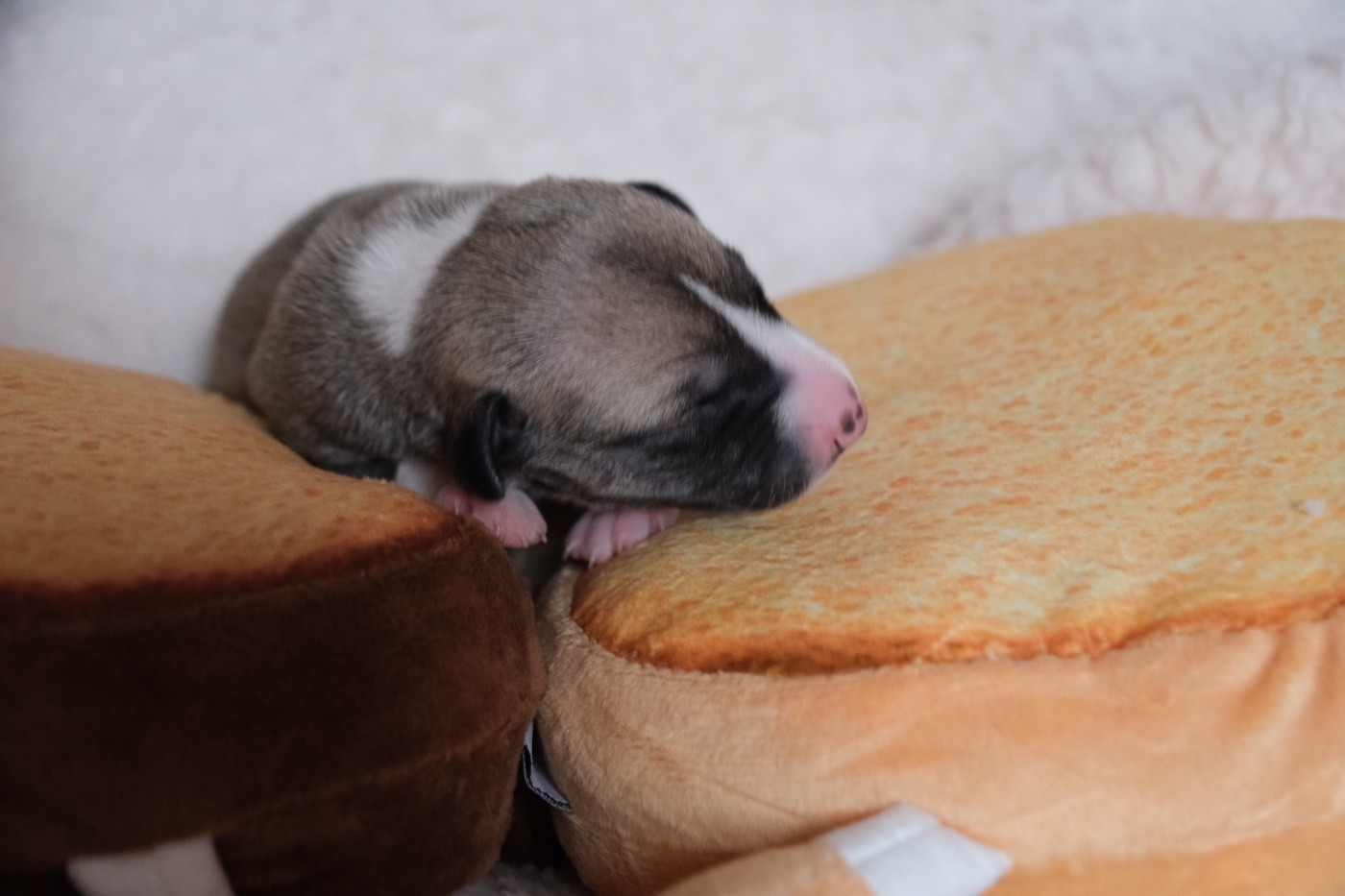 D’Elwood Meadows - Chiots disponibles - Whippet