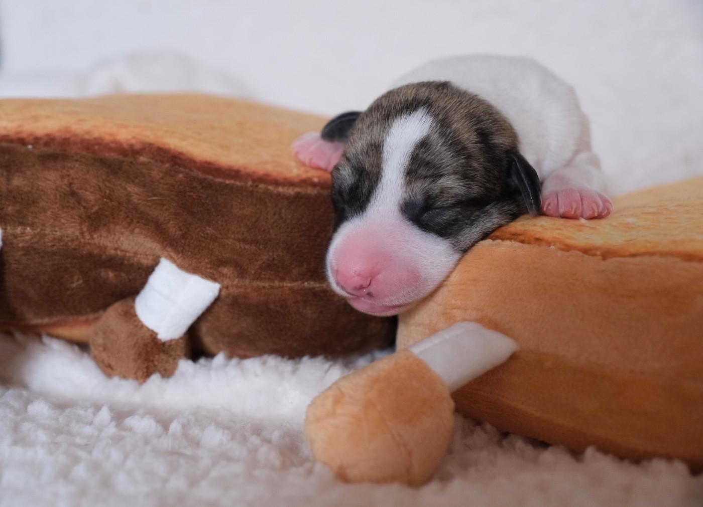 D’Elwood Meadows - Chiots disponibles - Whippet