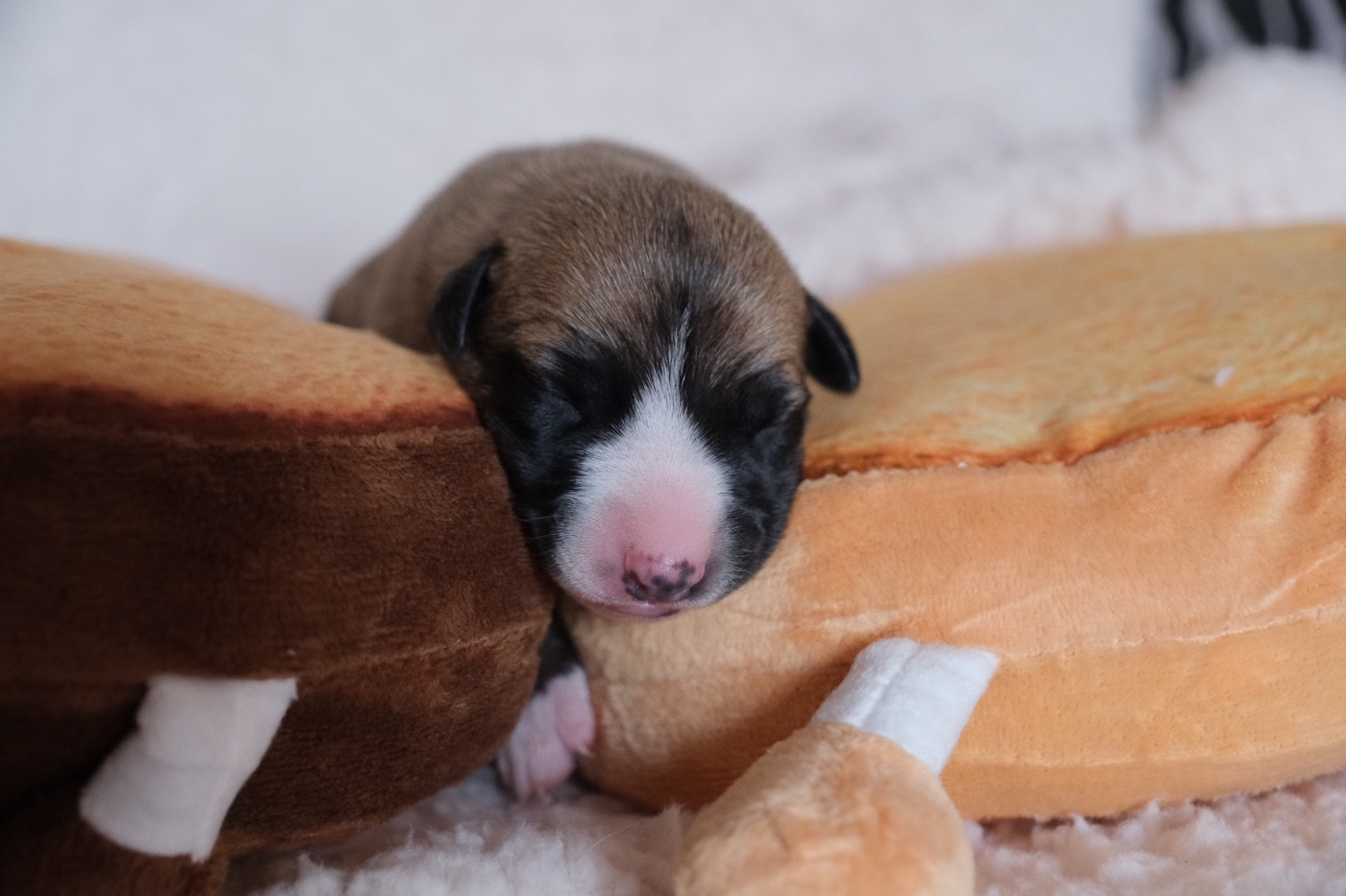 D’Elwood Meadows - Chiots disponibles - Whippet