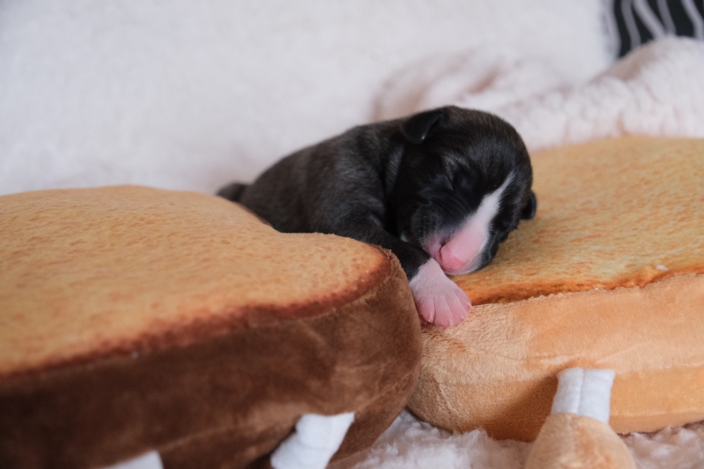 D’Elwood Meadows - Chiots disponibles - Whippet