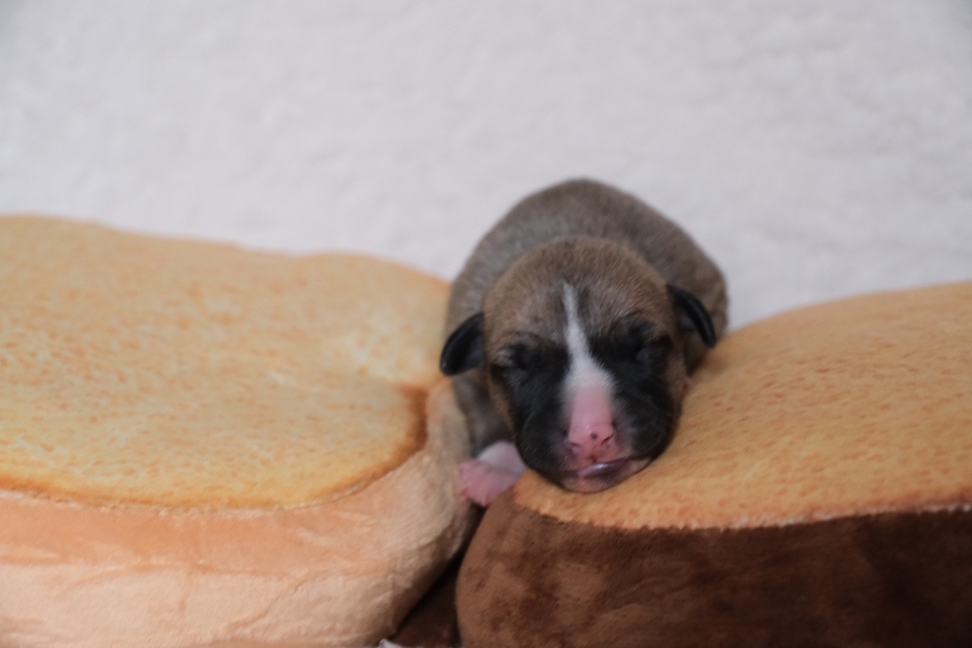 D’Elwood Meadows - Chiots disponibles - Whippet