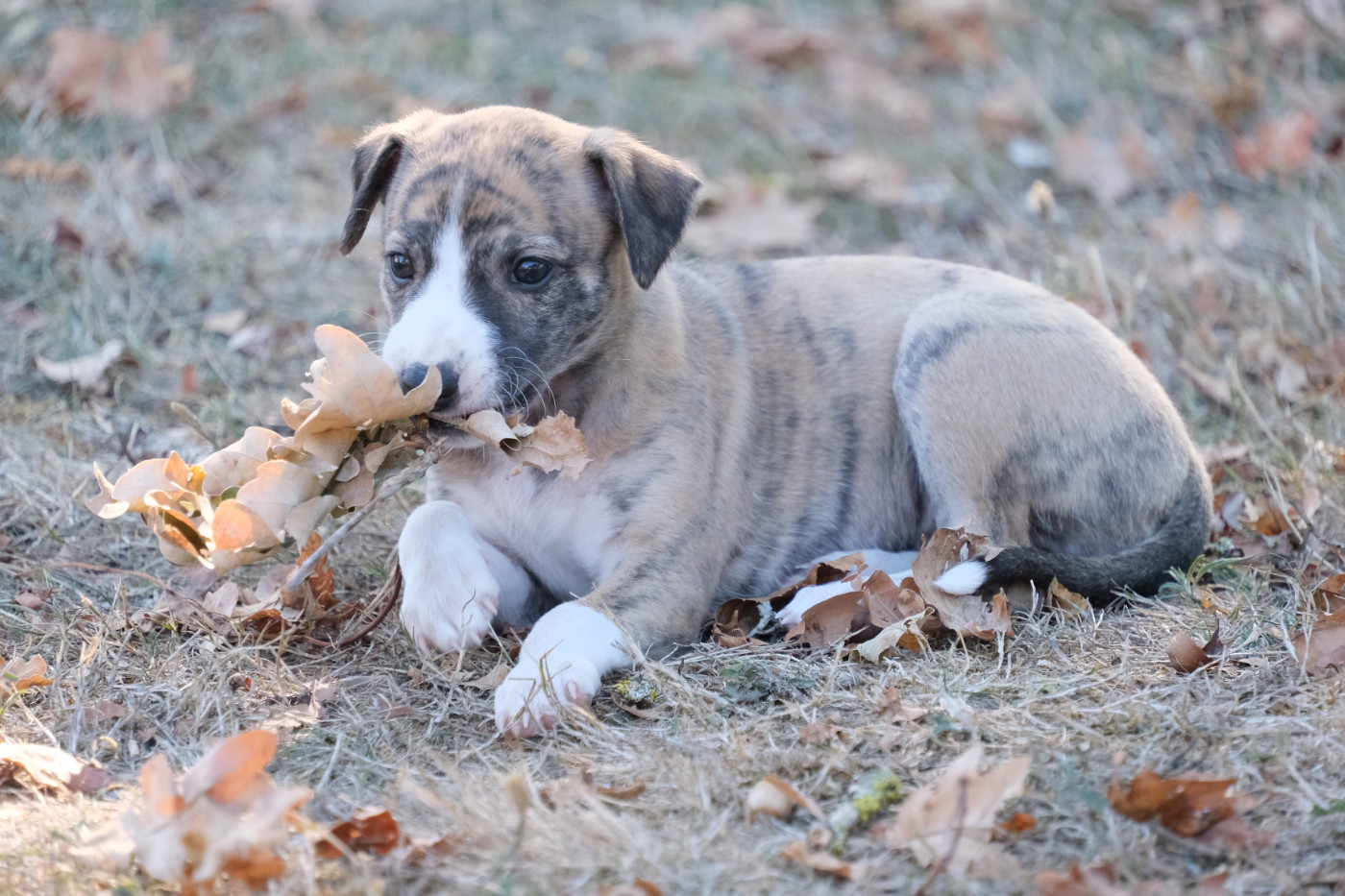 D’Elwood Meadows - Chiots disponibles - Whippet