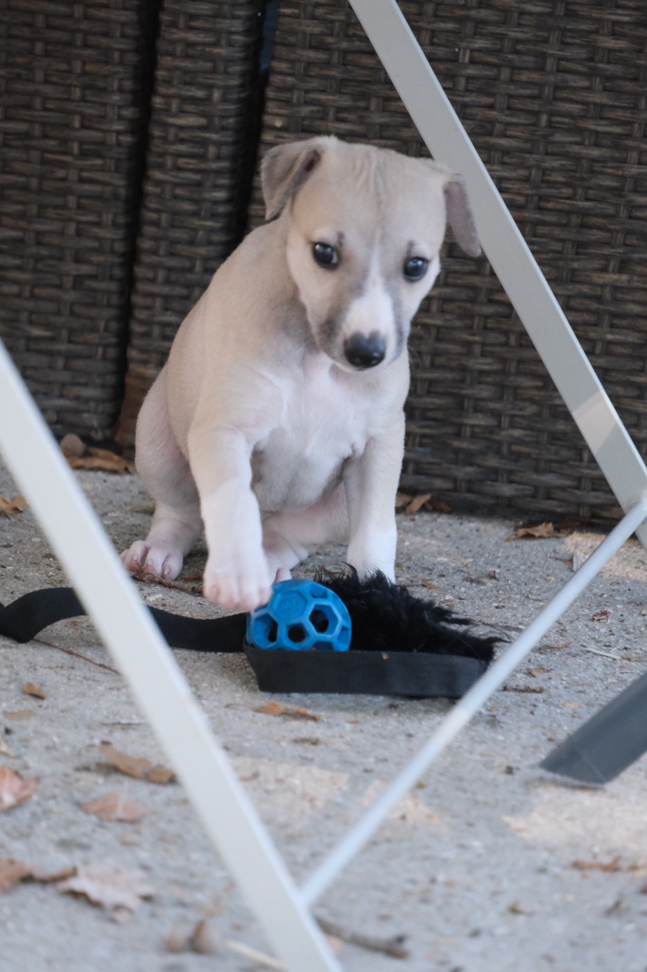 D’Elwood Meadows - Chiots disponibles - Whippet
